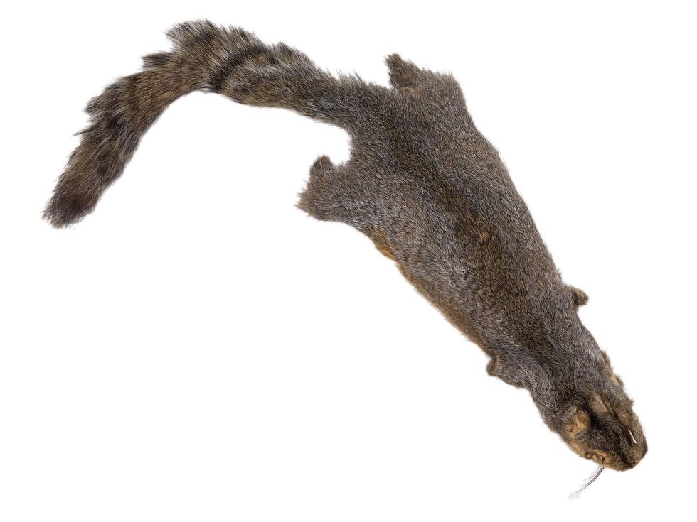 Squirrel Pelts