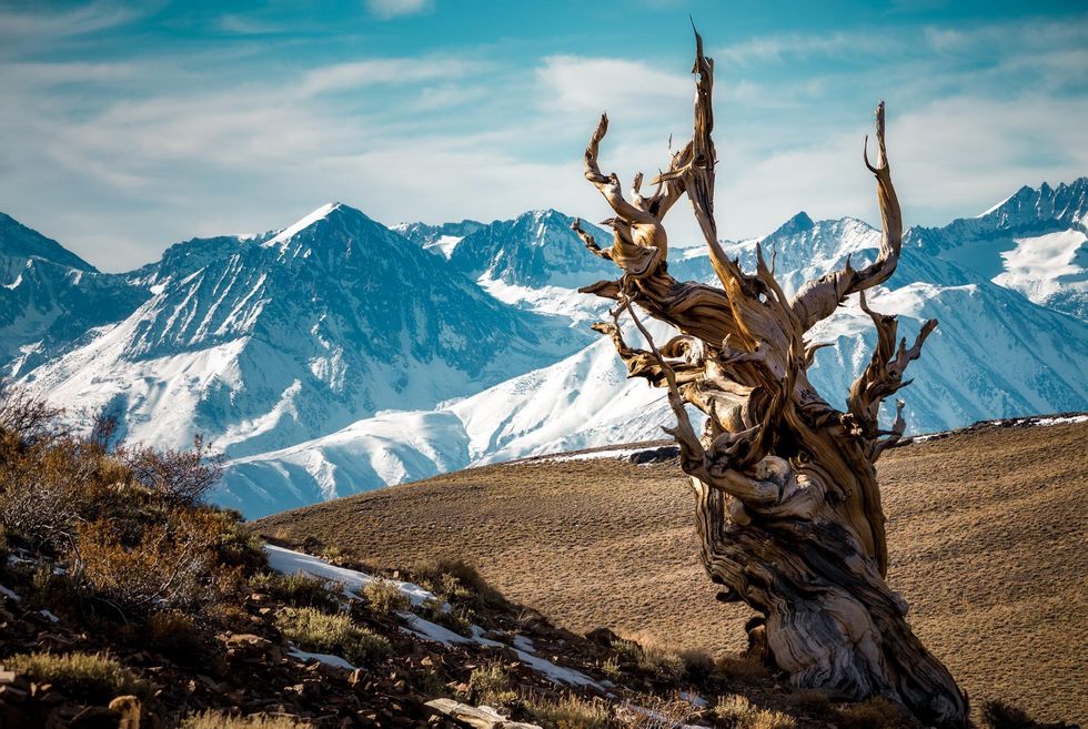 Bristlecone Pine California