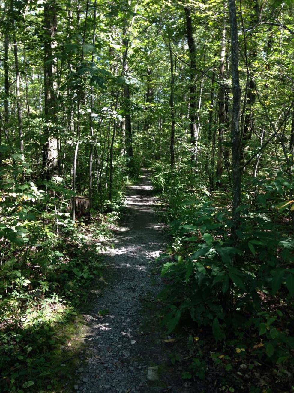 The Finger Lakes Trail in Hector, New York