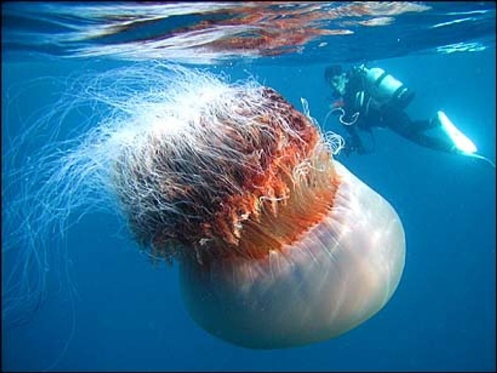 Lion's Mane Jellyfish