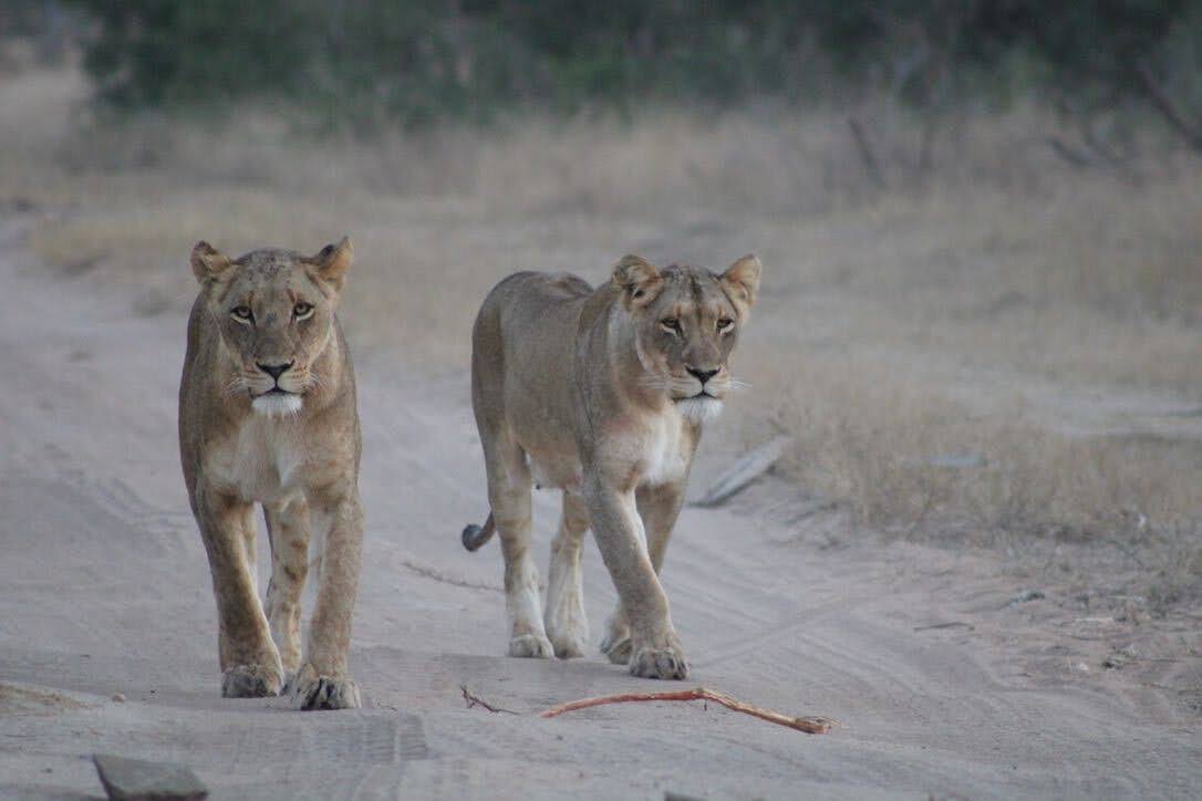 Warum wir unsere Safari mit Tourlane geplant haben