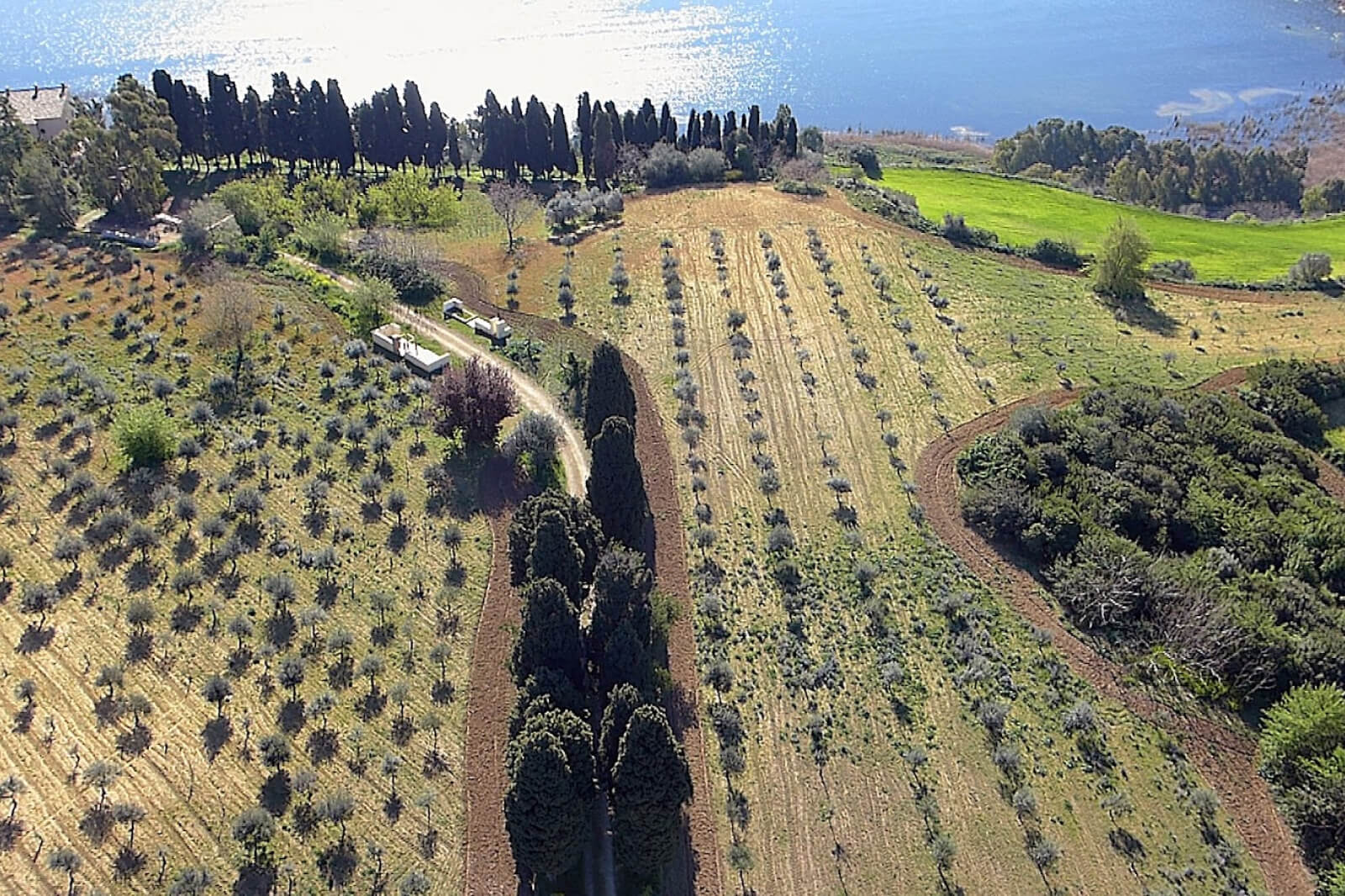 Sicily’s Liquid Gold — Premiati Oleificio Barbera’s Distinctive Olive Oil